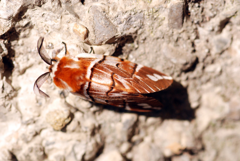 falena da ident - Endromis versicolora